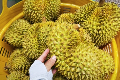 Gia Lai đặt mục tiêu hoàn thiện truy xuất nguồn gốc sầu riêng vào năm 2026