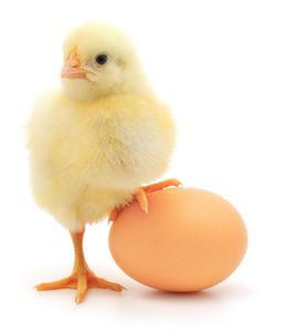 Cách xua đuổi và sơ cứu khi bị rắn lục đuôi đỏ cắn?