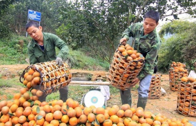 Cam Hà Giang nâng cao chất lượng sản phẩm bằng các mô hình canh tác an toàn