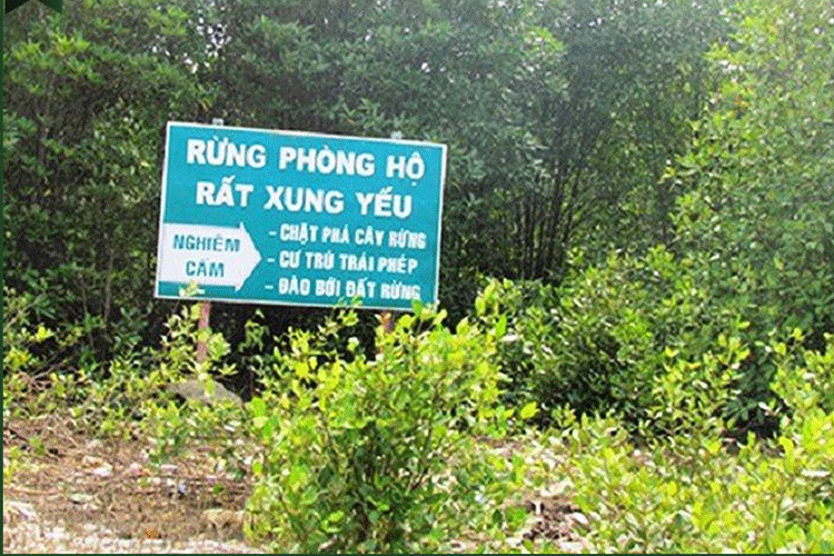 Sửa đổi, bổ sung chính sách, quản lý bền vững rừng phòng hộ