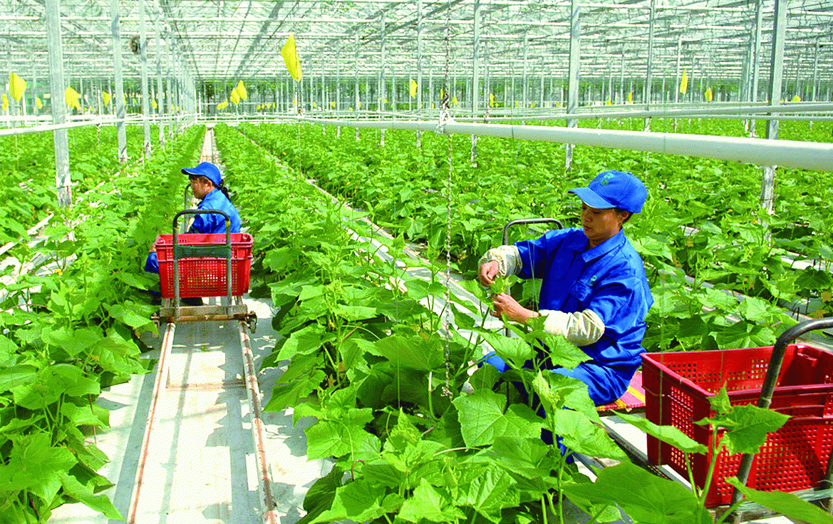 Canh tác thông minh để nâng cao năng suất, ứng phó với biến đổi khí hậu 