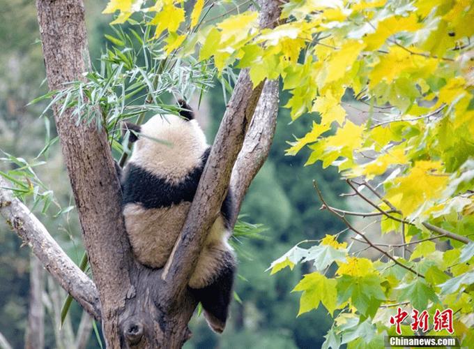 Thiếu &uacute;y Vũ Văn An, Đội CSGT số 3, C&ocirc;ng an H&agrave; Nội
