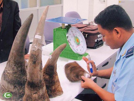 Sừng t&ecirc; gi&aacute;c thu giữ trong một vụ bu&ocirc;n lậu. HNM